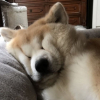 댕댕이