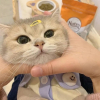 星河入梦`
