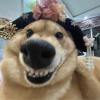 Ꮋᴀɴツ