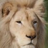 LionMint