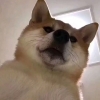 №呆毛