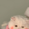 光光暗暗萝萝莉