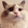 鲸鱼✨猛猛出货