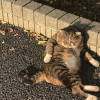 ヒダリムキ