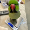 板橋青仔