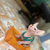 Mều✯Sphynx