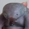라킷