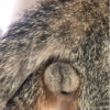 貓蛋蛋