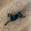 |VN|•Xị