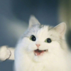 아리ㅇㅅaㅇ