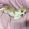 키데