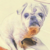 Milo-