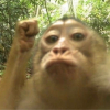GOLIMARU