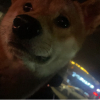 郭蹦蹦✨