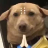 丢雷鸭