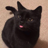Pewowo