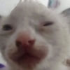 Feyd
