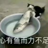 “我想吃鱼了”