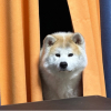 晓叩叩
