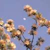 LittleSunzhou