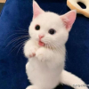 本来