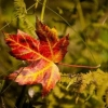 Sky~Fall