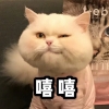 c狗给爹来33