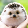 どんぐり山脈