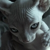 huillos