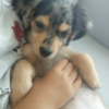パジくん