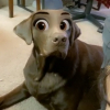 aStupidPupy