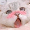 ᴇᴍɪ