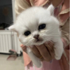 投降输一半^O^