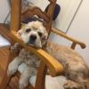 쮸쭈바