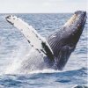 WHALE*