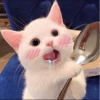 阿蕾奇诺　