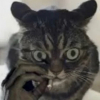wagpopapi