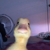 F2PNuggie