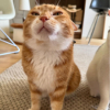 ʕᵔᴥᵔʔ™