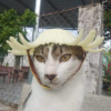 Catzilla'