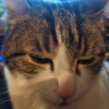 Alethprogamer