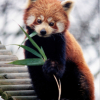 RedRevngePanda