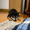 とら丸