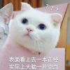 念头通达欧皇猫