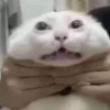 ʙocᴀмxoᴀι