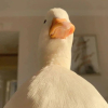 笑   