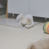 작칼