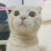 Butuhmon