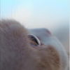 傲骨