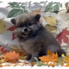 sentonne